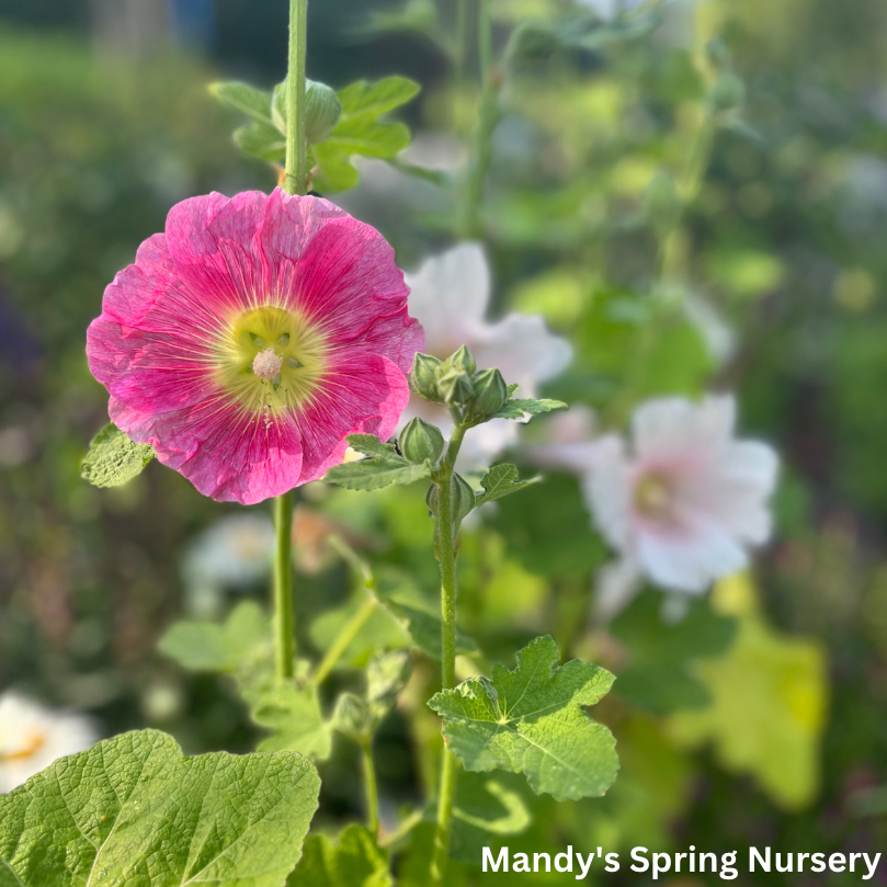 Indian Spring Hollyhock Mix | Alcea rosea