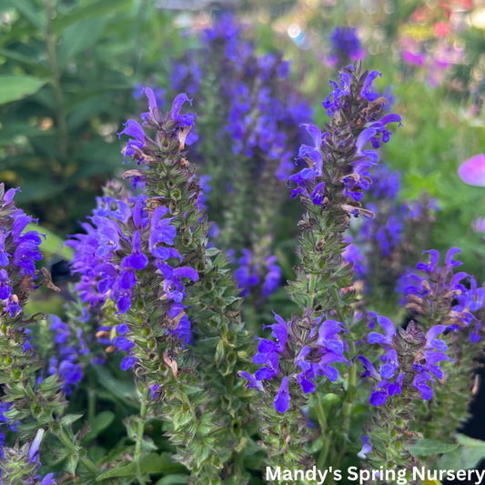 Marcus Salvia | Salvia nemorosa