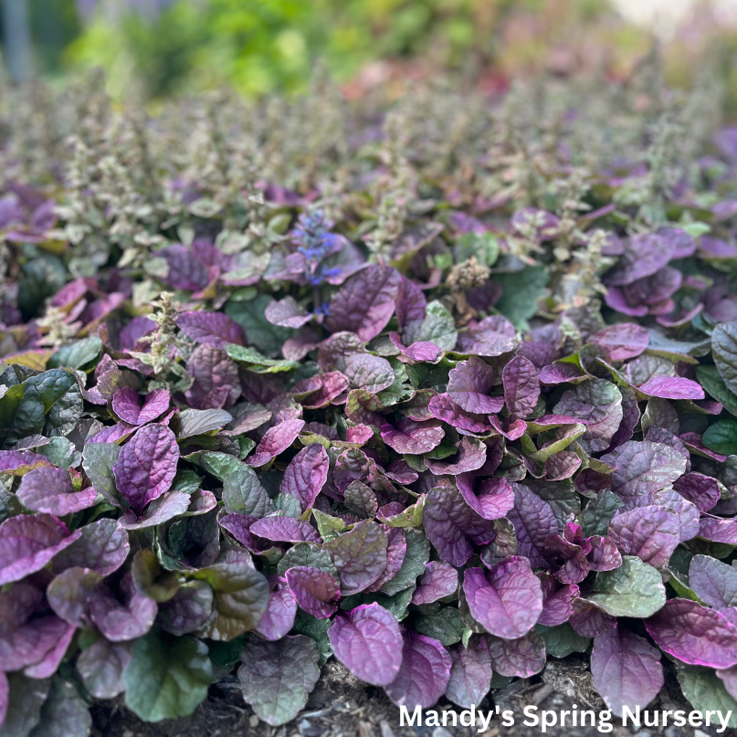 Burgundy Glow Bugleweed | Ajuga reptans