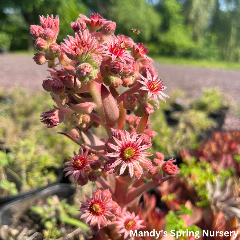 Assorted Hens & Chicks | Sempervivum