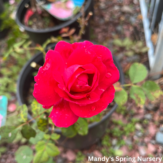 Winnipeg Parks Rose  | Rosa