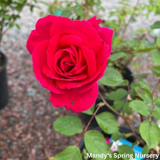 Winnipeg Parks Rose  | Rosa