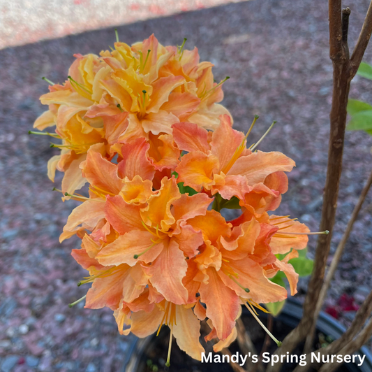 Mandarin Lights Azalea | Rhododendron