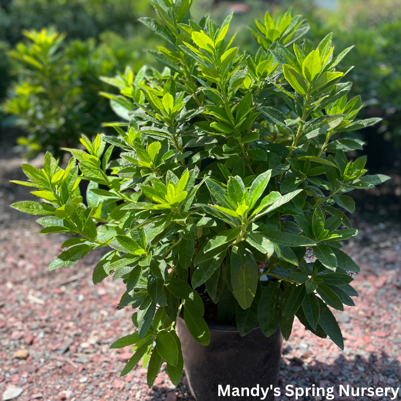 Mandarin Lights Azalea | Rhododendron