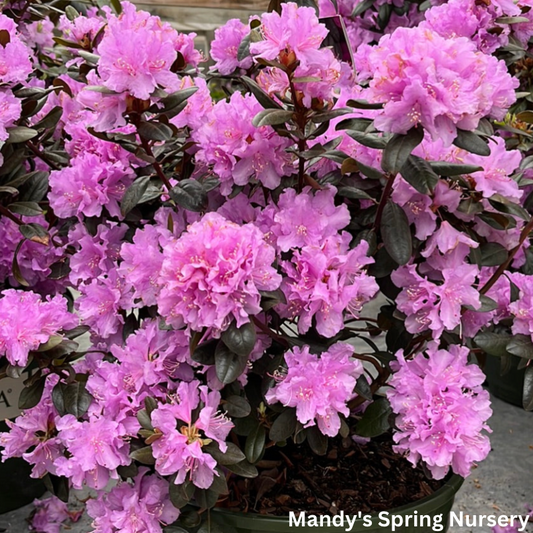 PJM Rhododendron