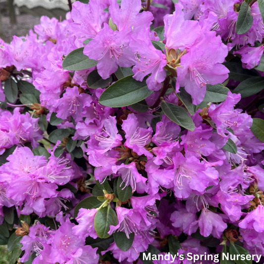 'PJM Elite' Rhododendron