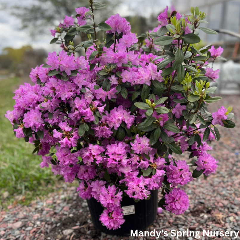 'PJM Elite' Rhododendron