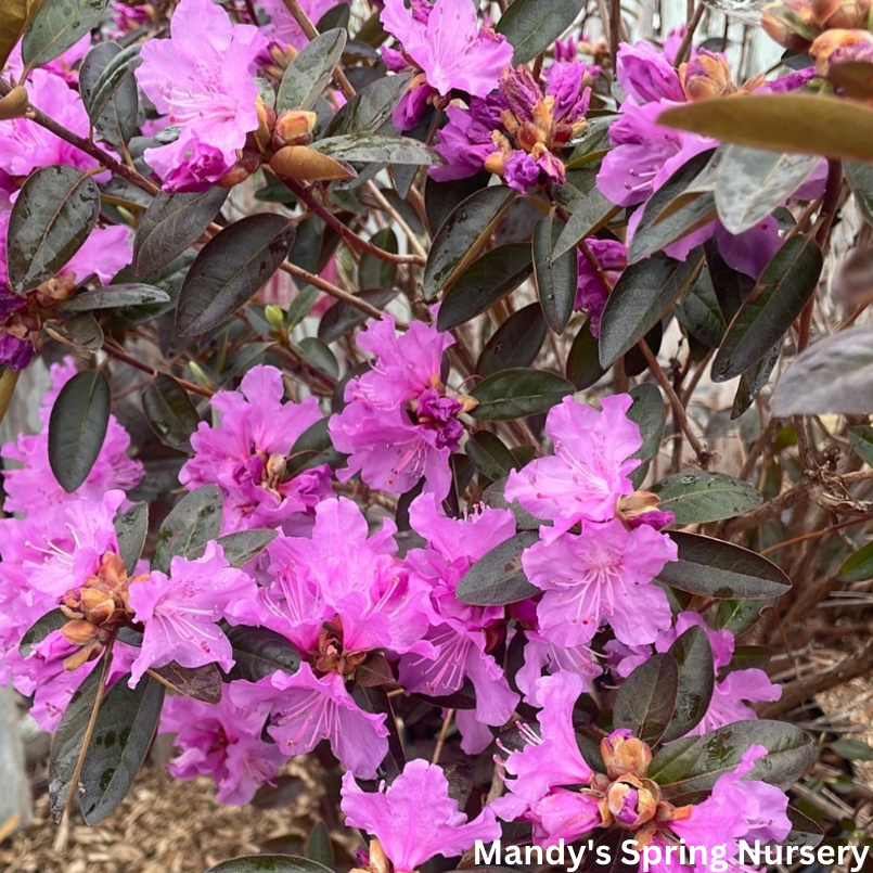 'PJM Elite' Rhododendron