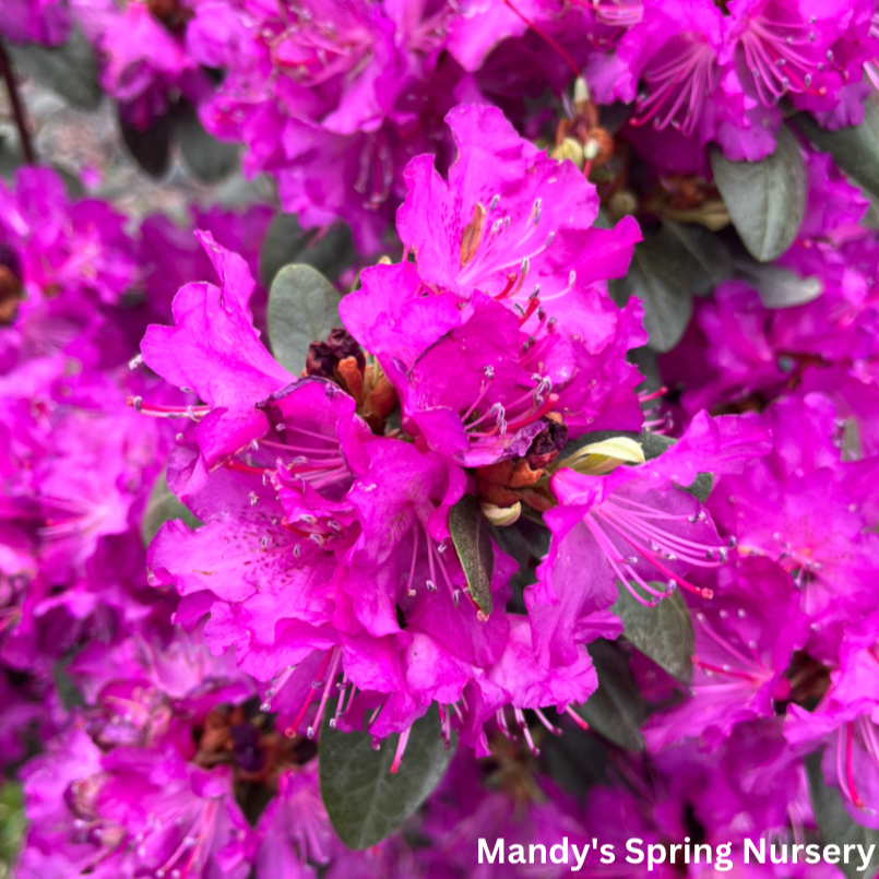 'PJM Elite Star' Rhododendron