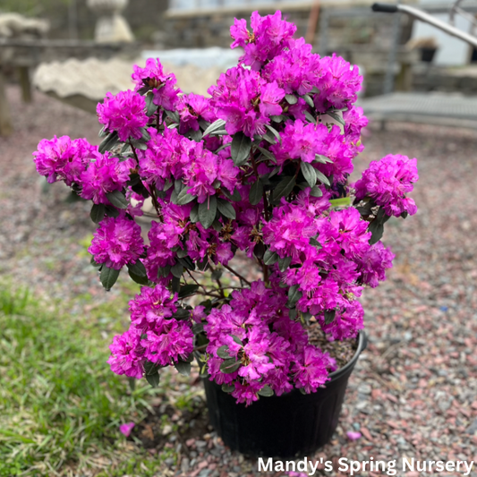 'PJM Elite Star' Rhododendron