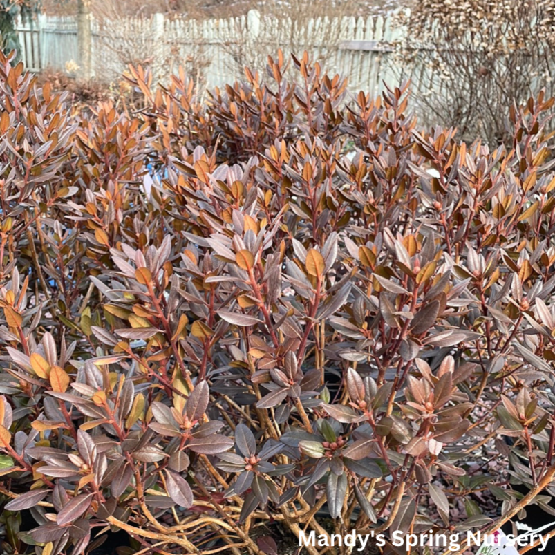 'PJM Elite Star' Rhododendron