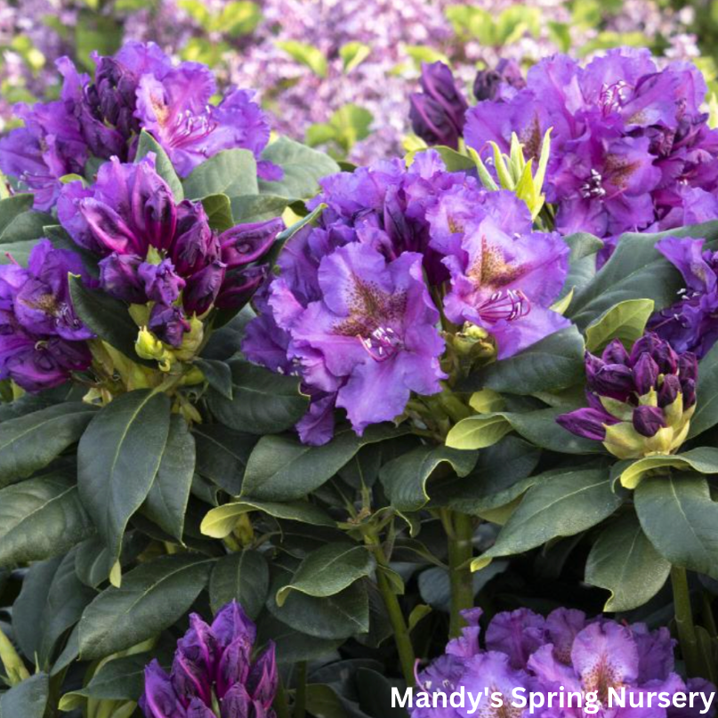 'Lee's Dark Purple' Rhododendron