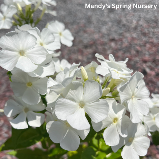 White Flame Summer Phlox | Phlox paniculata