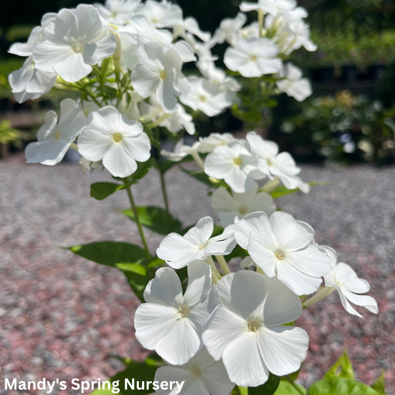 White Flame Summer Phlox | Phlox paniculata