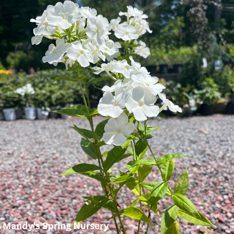 White Flame Summer Phlox | Phlox paniculata