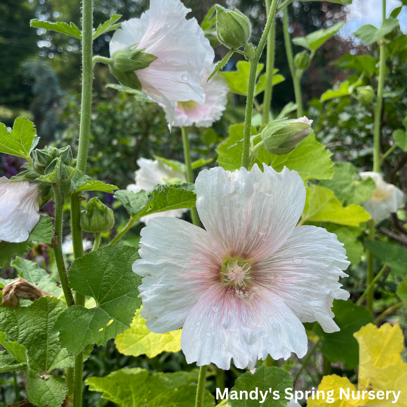 Indian Spring Hollyhock Mix | Alcea rosea