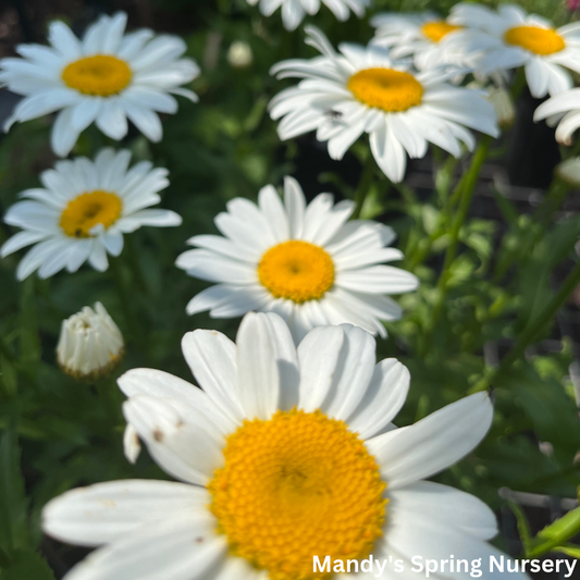 Snowcap Shasta Daisy | Leucanthemum 'Snowcap'