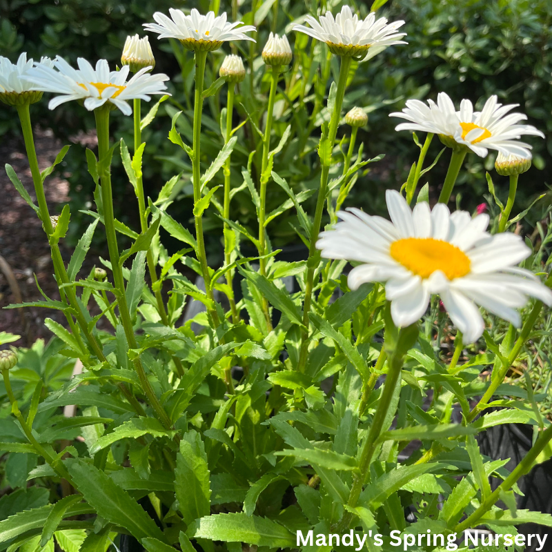 Snowcap Shasta Daisy | Leucanthemum 'Snowcap'