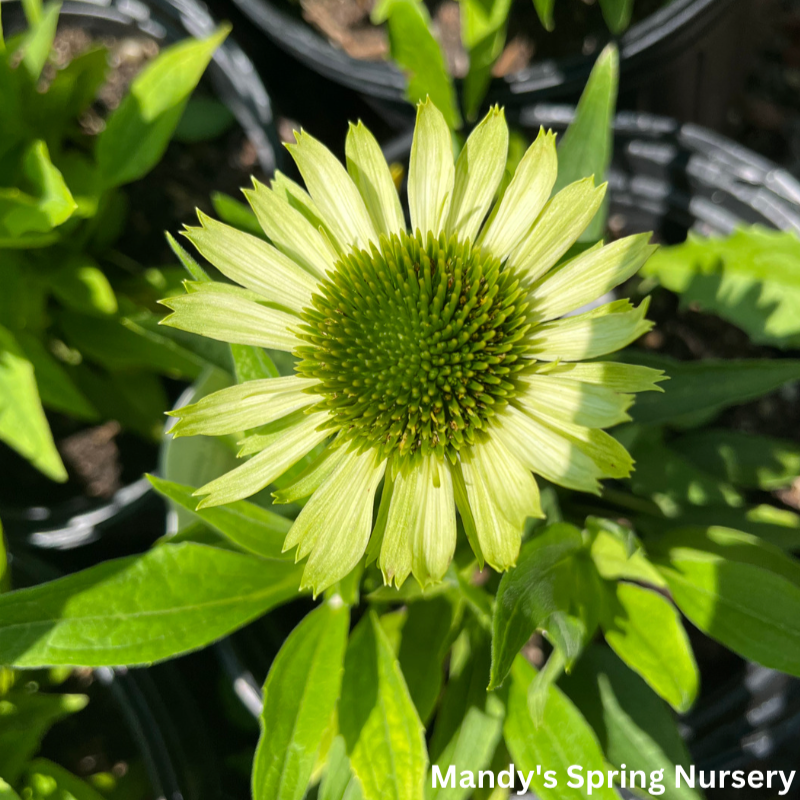 Green Jewel Coneflower | Echinacea purpurea