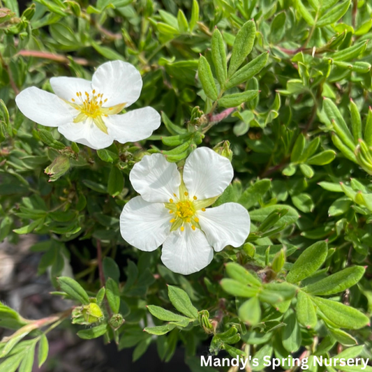 McKay's White Potentilla | Potentilla fruticosa