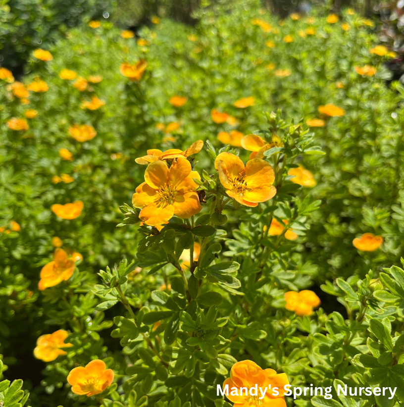 Mandarin Tango Potentilla | Potentilla fruticosa