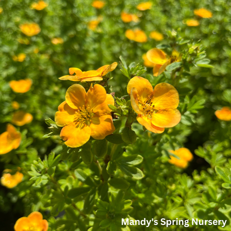 Mandarin Tango Potentilla | Potentilla fruticosa