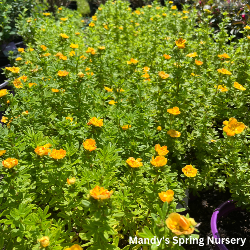 Mandarin Tango Potentilla | Potentilla fruticosa