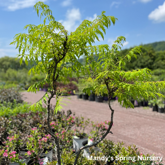 Tiger Eyes Cutleaf Staghorn Sumac | Rhus typhina