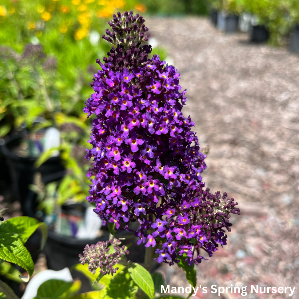 Dark Dynasty Butterfly Bush | Buddleia