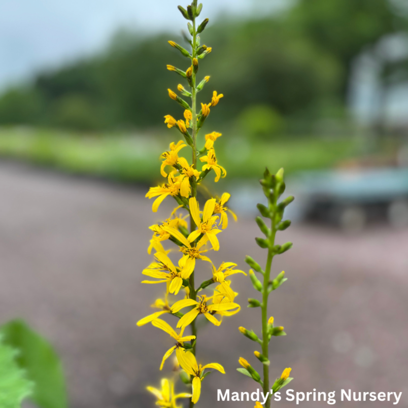 The Rocket Golden Ray | Ligularia stenocephala