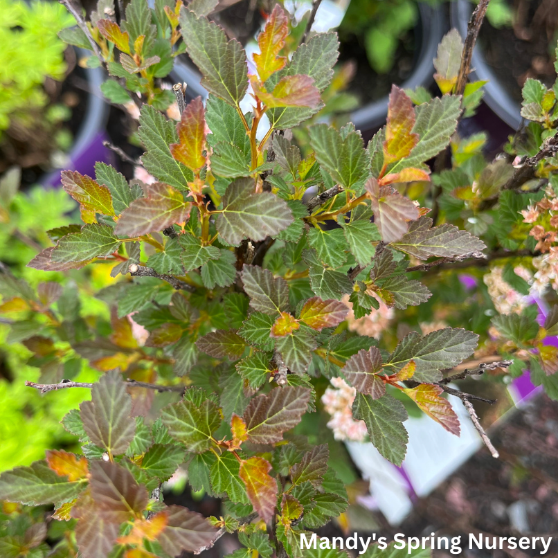 Spicy Devil® Ninebark | Physocarpus opulifolius