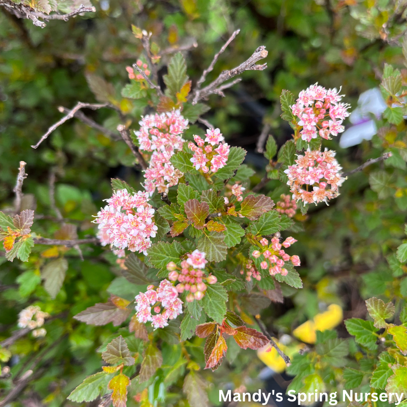 Spicy Devil® Ninebark | Physocarpus opulifolius