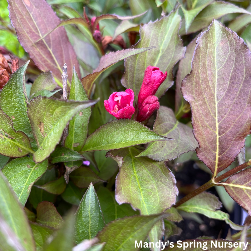 Shining Sensation Weigela | Weigela florida