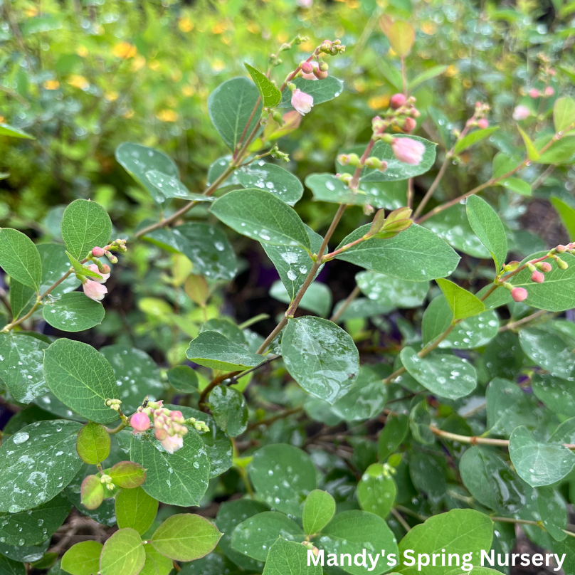 Galaxy Snowberry | Symphoricarpos x doorenbosii