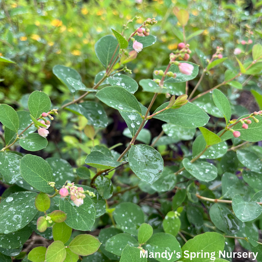 Galaxy Snowberry | Symphoricarpos x doorenbosii