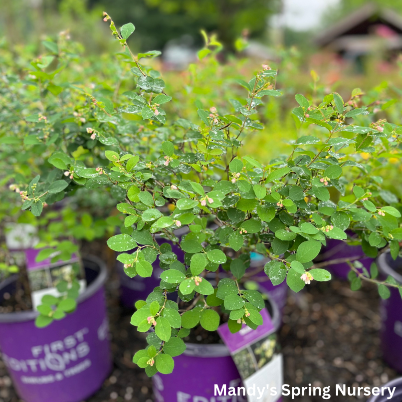 Galaxy Snowberry | Symphoricarpos x doorenbosii