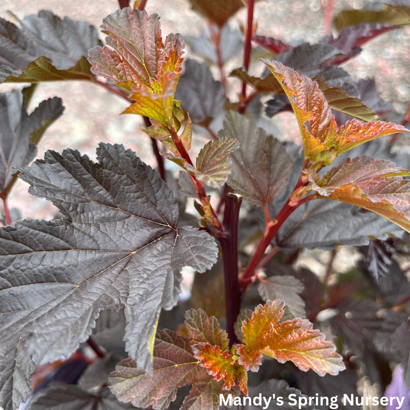 Fireside® First Editions® Ninebark | Physocarpus opulifolius