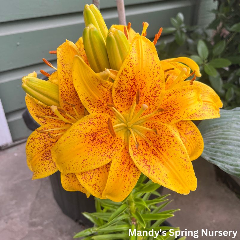 Tiny Nugget Hardy Lily | Lilium Asiatic