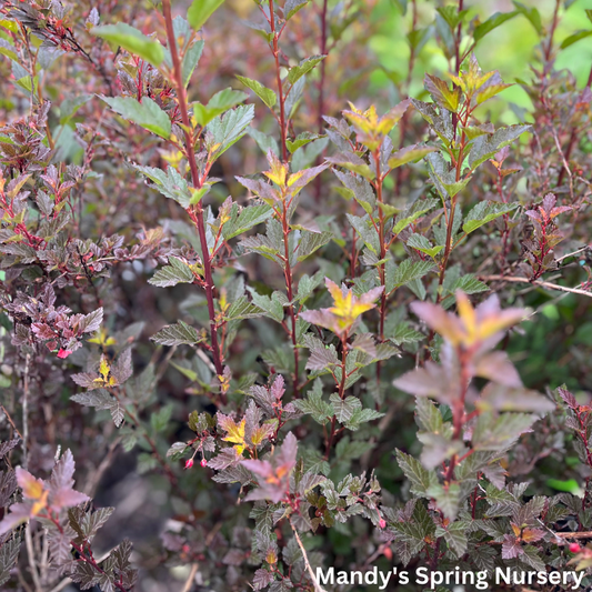 Little Devil Ninebark | Physocarpus opu.