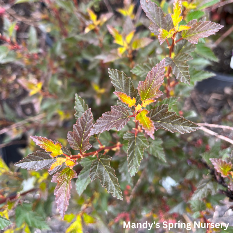 Little Devil Ninebark | Physocarpus opu.