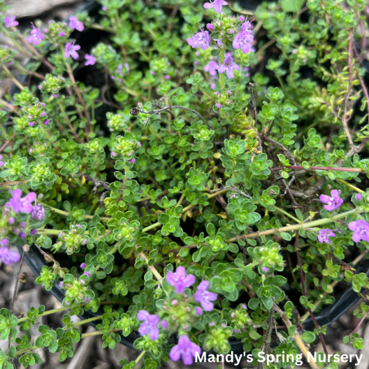 Creeping Thyme | Thymus praecox coccineus