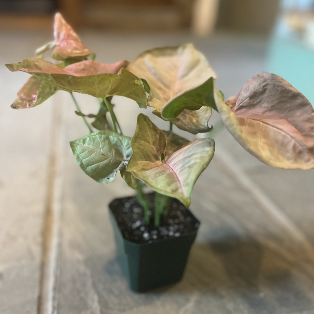 Arrowhead Plant | Syngonium