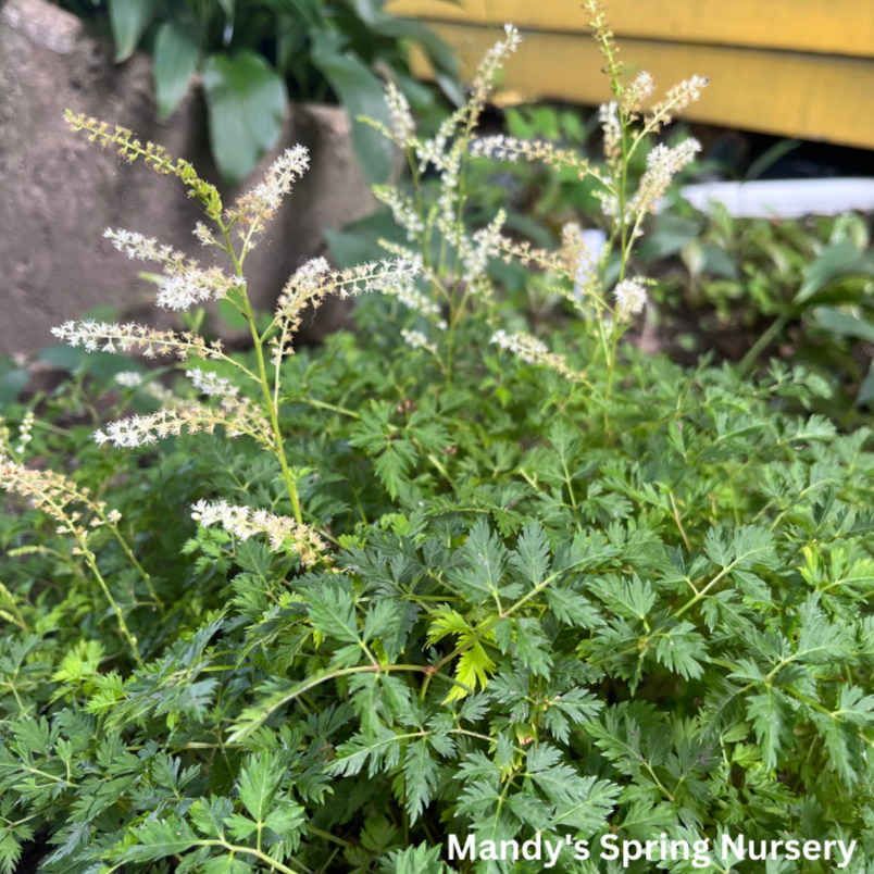 Dwarf Goat's Beard | Aruncus aethusifolius