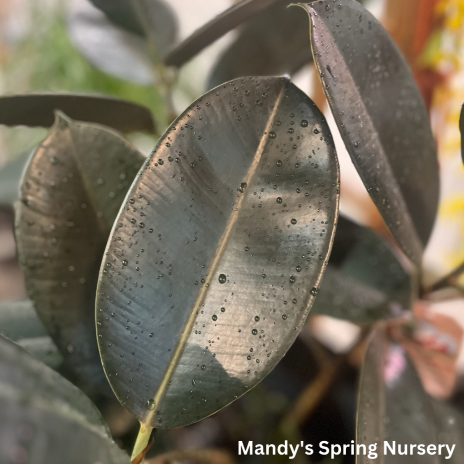 Rubber Tree | Ficus elastica