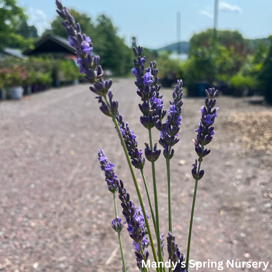 Phenomenal English Lavender | Lavandula intermedia