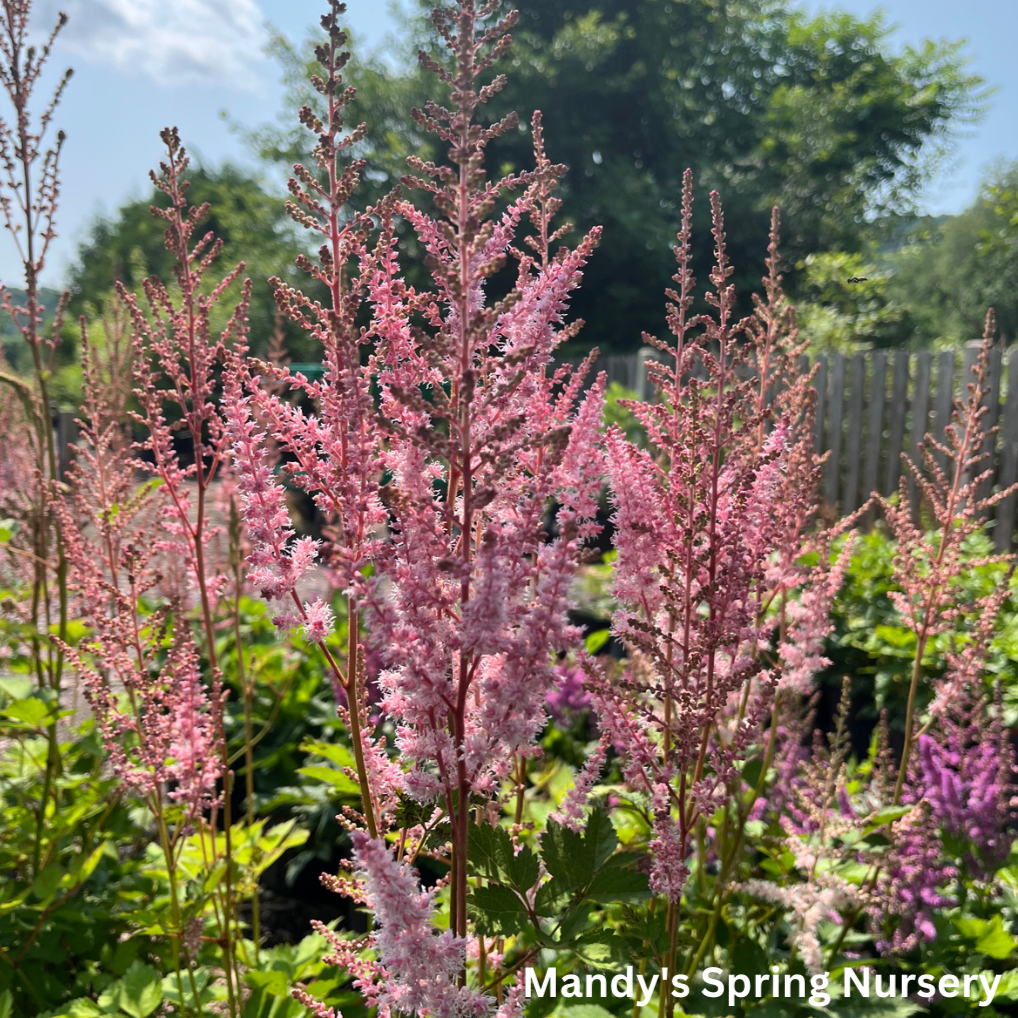 Mighty Pip Astilbe | Astilbe chinensis