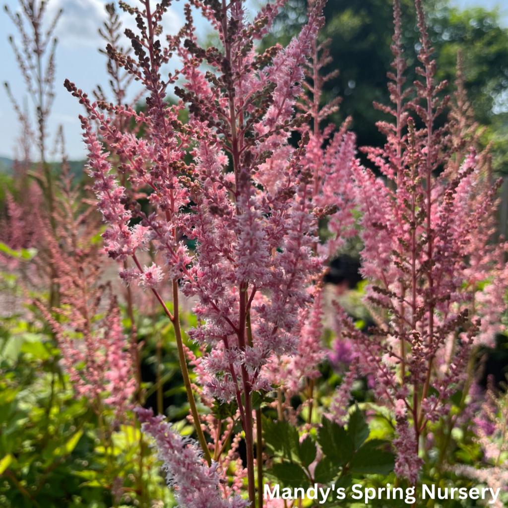 Mighty Pip Astilbe | Astilbe chinensis