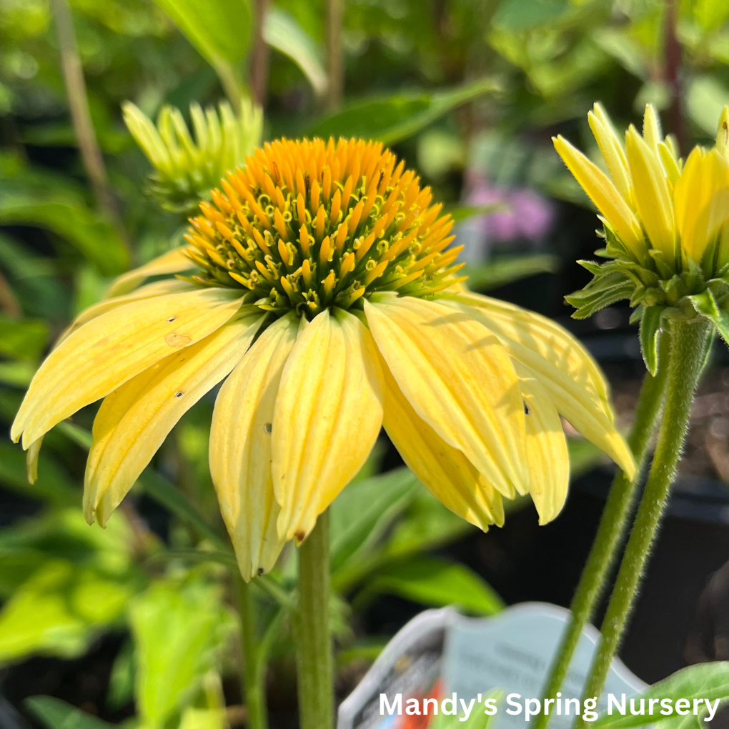 'Cheyenne Spirit' Coneflower | Echinacea 'Cheyenne Spirit'