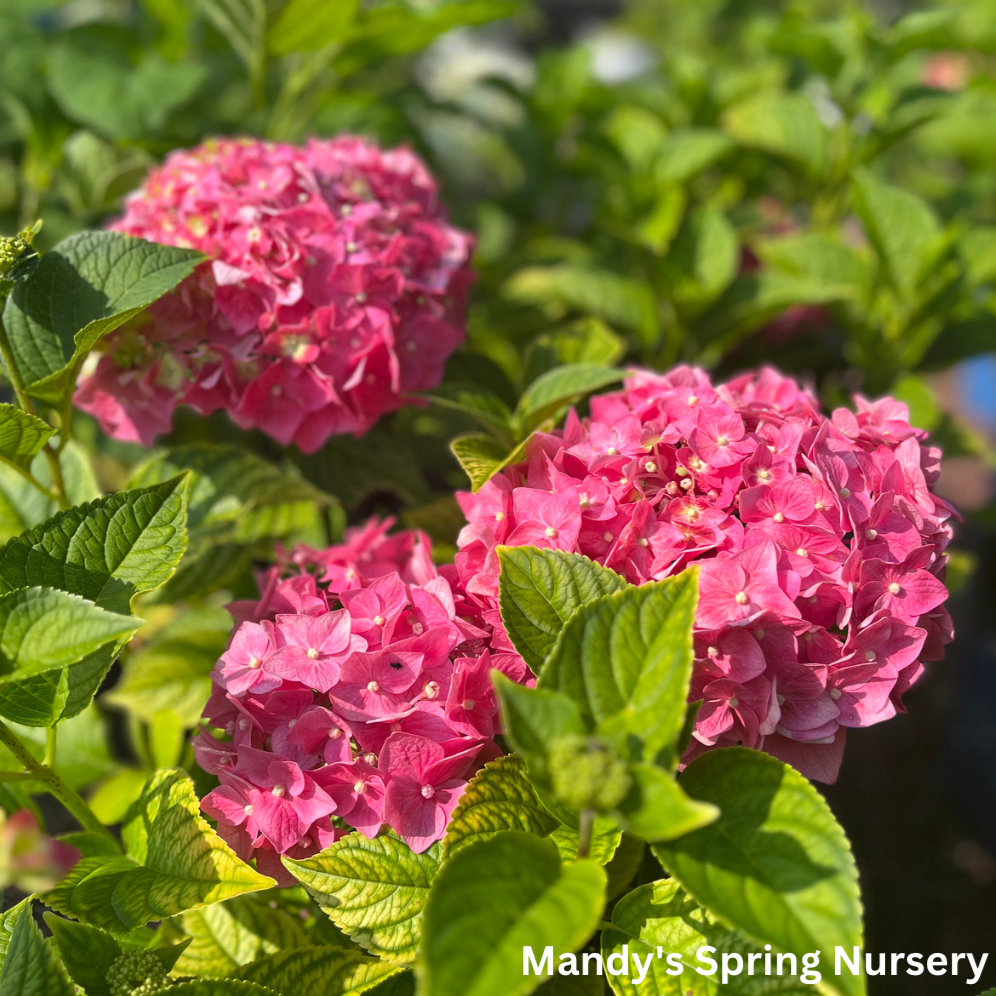 Summer Crush Reblooming Bigleaf Endless Summer® Hydrangea | Hydrangea macrophylla