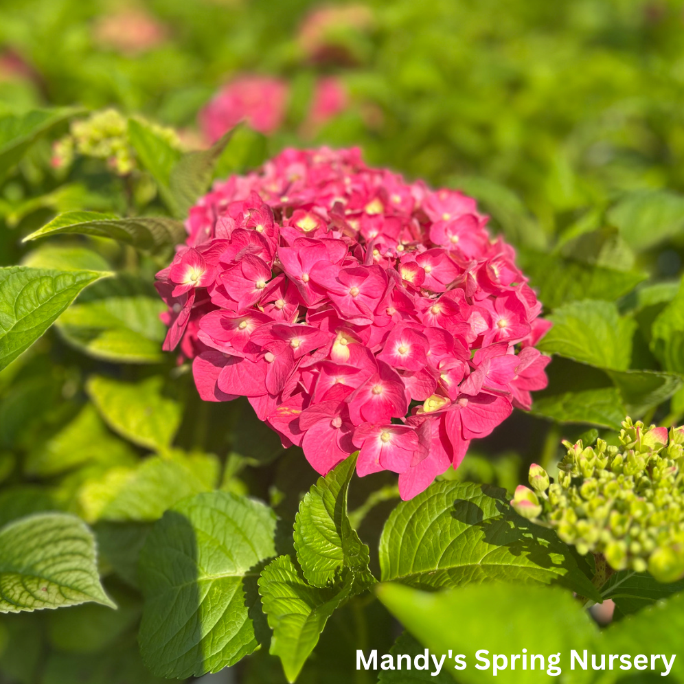 Summer Crush Bigleaf Hydrangea | Hydrangea macrophylla